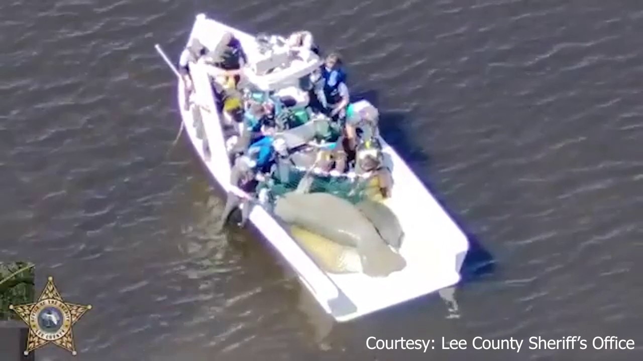 Authorities save Florida manatee, calf from river