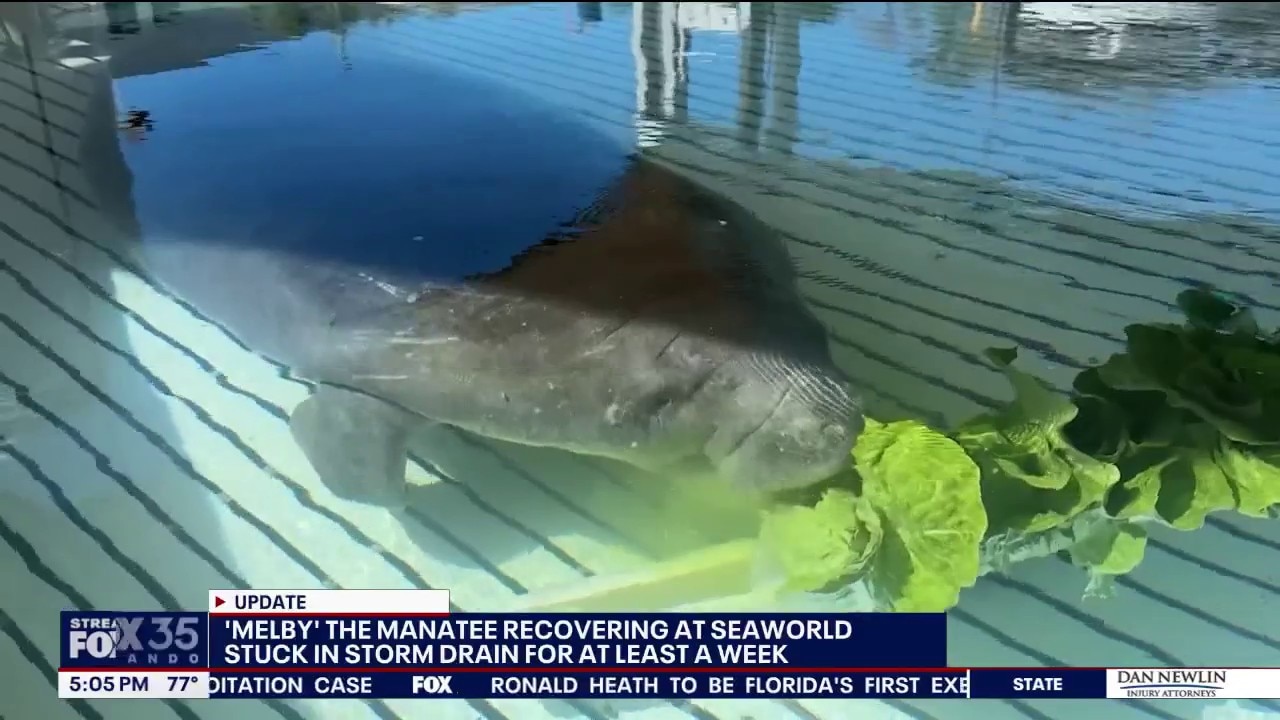Manatee rescued from storm drain recovers at SeaWorld Orlando
