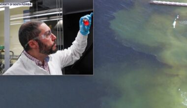 USF researchers harness sunlight in promising breakthrough to fight red tide