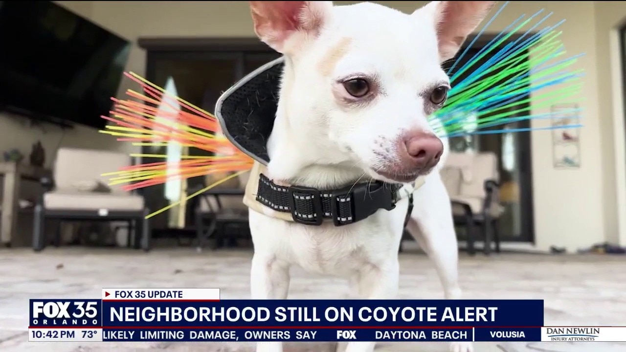 Orlando residents armor pets after coyotes attack animals