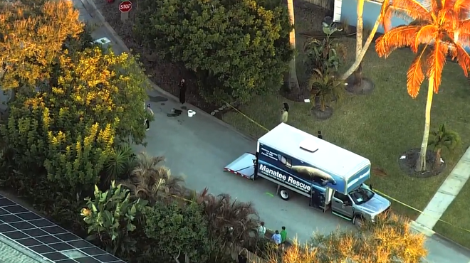 manatee stuck in storm drain