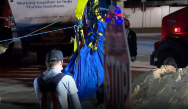 Manatee successfully rescued from Central Florida storm drain