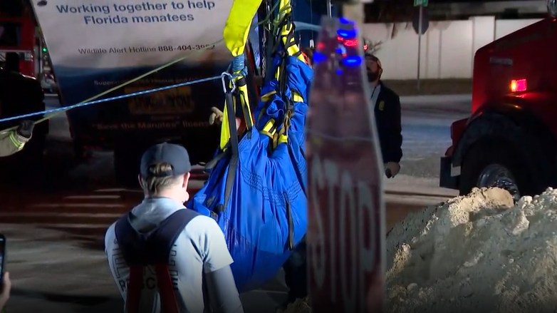 Manatee successfully rescued from Central Florida storm drain
