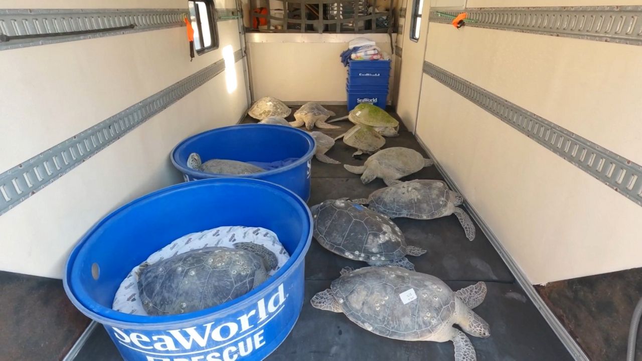 Workers at SeaWorld Orlando load more than a dozen cold-stunned green sea turtles into a truck. (Photo: SeaWorld Orlando)