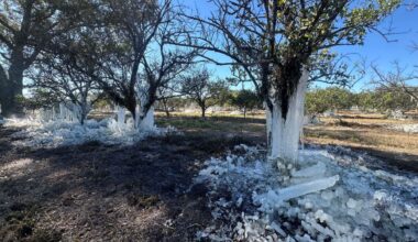 Trees at the Showcase of Citrus are covered with ice after managers there turned on its irrigation system during the deep freeze Sunday and Monday to try to protect them with a blanket of ice. (Spectrum News/Massiel Leyva)