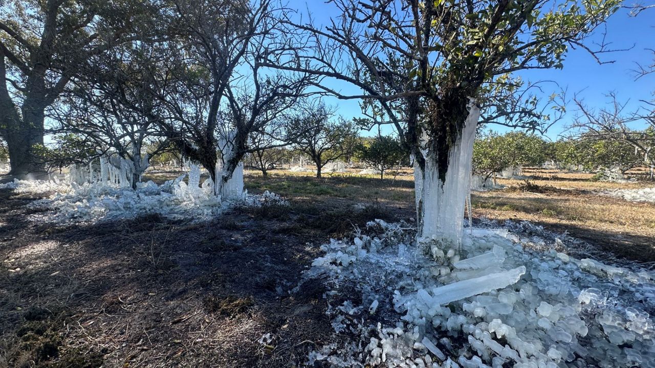 Trees at the Showcase of Citrus are covered with ice after managers there turned on its irrigation system during the deep freeze Sunday and Monday to try to protect them with a blanket of ice. (Spectrum News/Massiel Leyva)