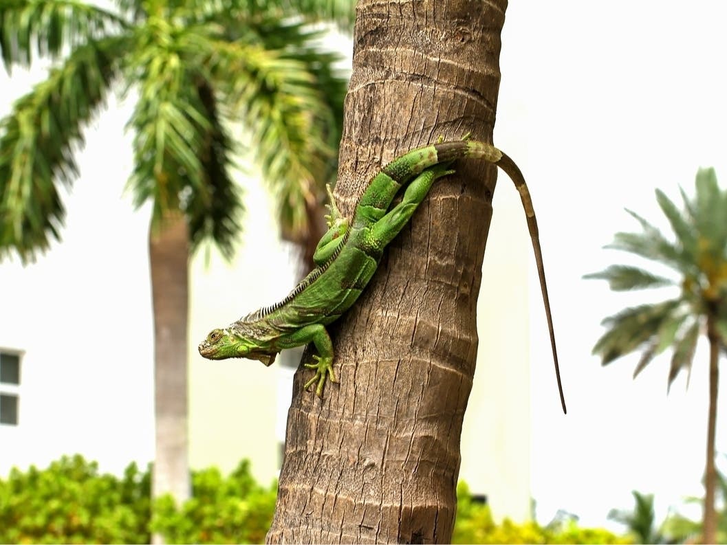 FL Pizzeria Plans To Add Iguana Pizza To The Menu