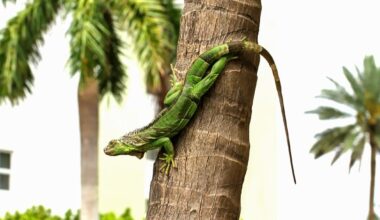 5,000+ Cold-Stunned Green Iguanas Collected During FL Cold Snap
