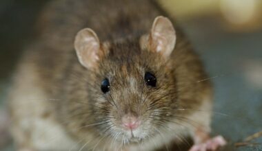 6 FL Cities Among Most Rodent-Infested Cities In U.S.: Terminix