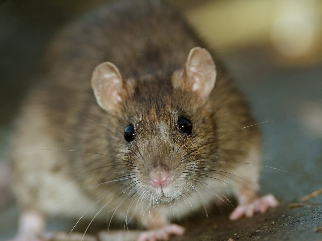6 FL Cities Among Most Rodent-Infested Cities In U.S.: Terminix