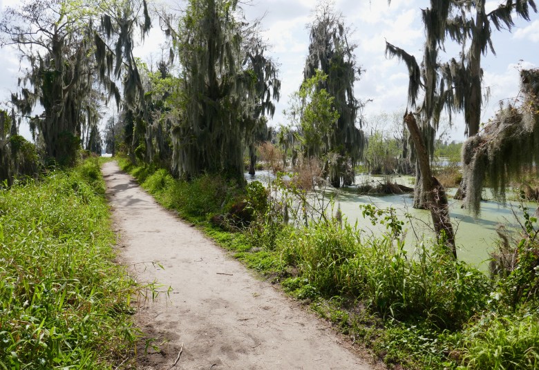 A dirt nature trail winding through a lush swamp environment surrounded by trees draped in Spanish moss.
