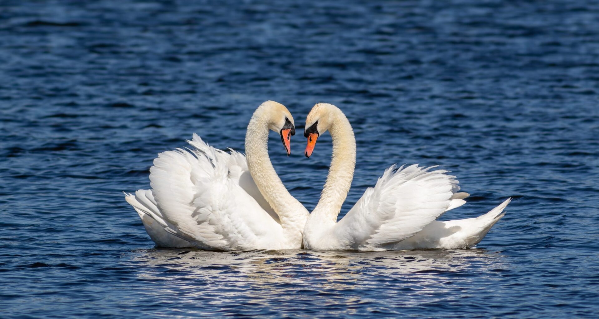 We want your love (and hate) letters to Orlando