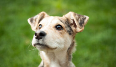 Scientists say these two viruses may become the next public health threats