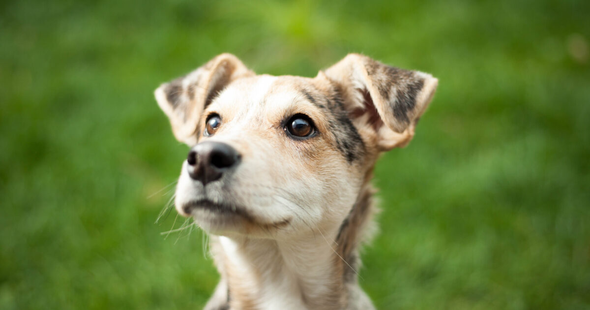 Scientists say these two viruses may become the next public health threats