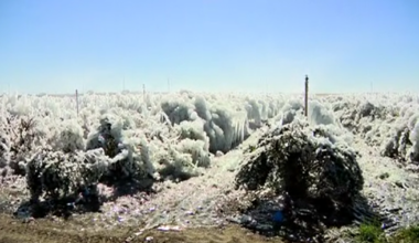 Florida farm buried in ice amid freezing temps, irrigation issue: 'Catastrophic'