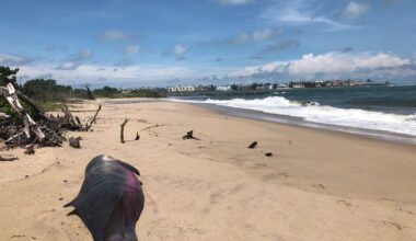 Researchers Find New Bacteria in Stranded Florida Pygmy Sperm Whales