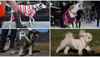 Gallery: Fort Lauderdale dogs bundle up for South Florida cold snap