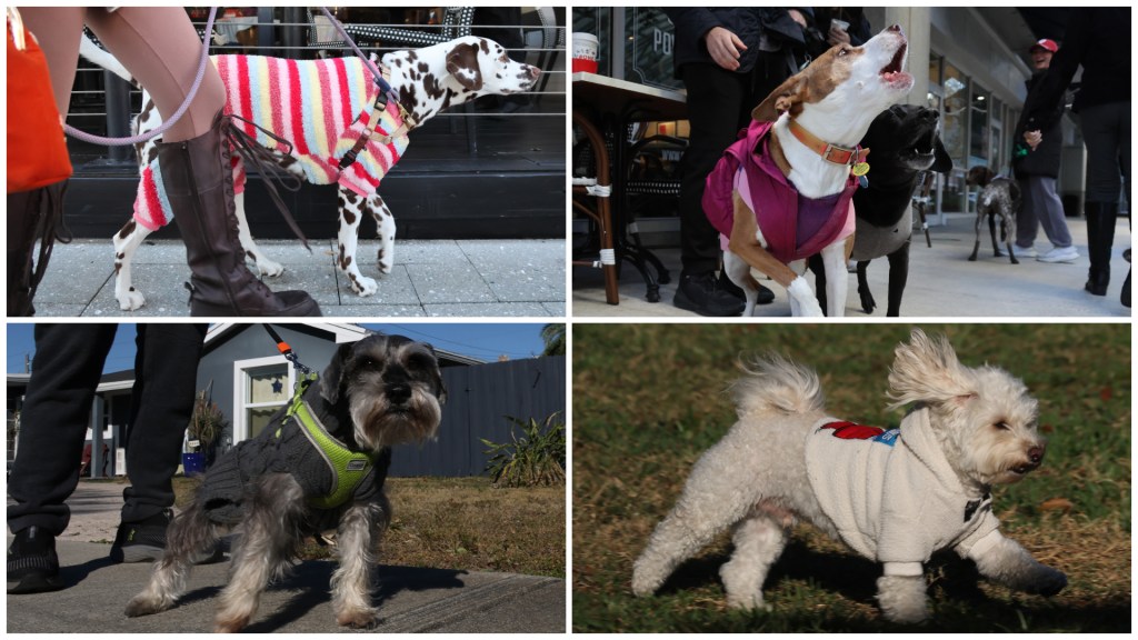 Gallery: Fort Lauderdale dogs bundle up for South Florida cold snap
