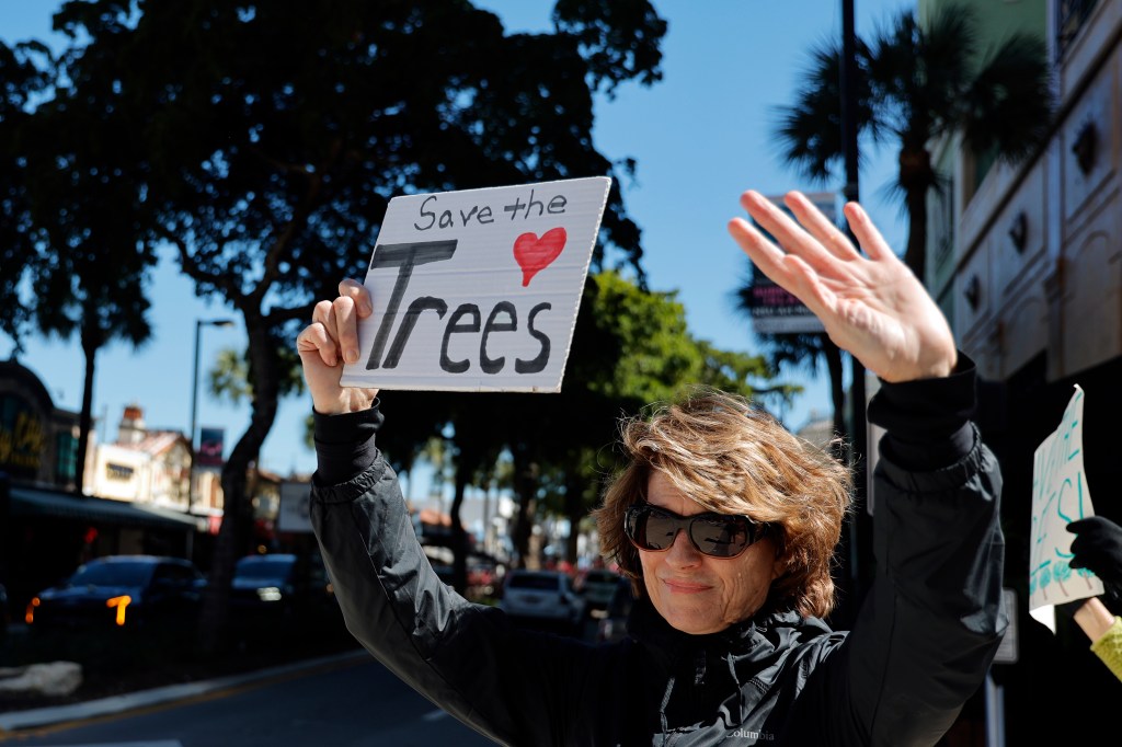 Protesters aim to save famous trees on Las Olas