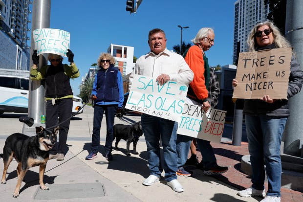 Fans of the black olive trees on Las Olas hold a protest Monday to urge the Fort Lauderdale commission to save the trees and get rid of on-street parking if they want wider sidewalks. (Amy Beth Bennett/South Florida Sun Sentinel)