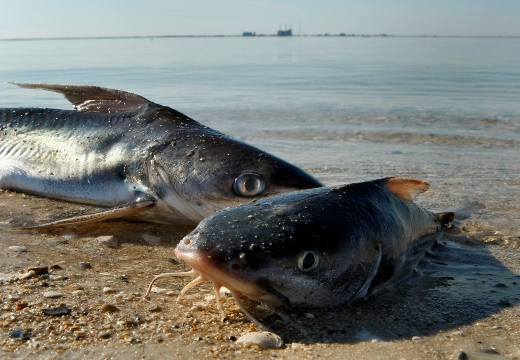 How Florida wildlife survived the freeze
