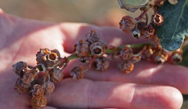 Damage to Florida's crops could top $1 billion due to freeze