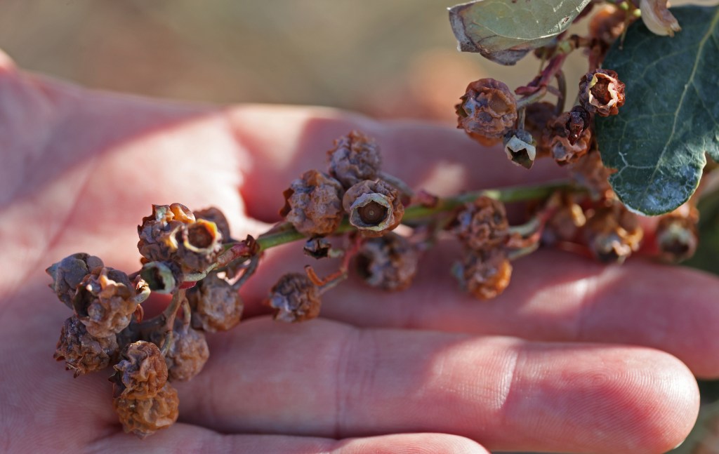 Damage to Florida's crops could top $1 billion due to freeze