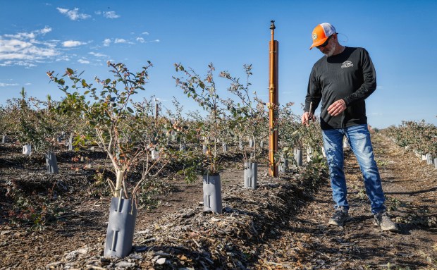 Scott West, owner of Tom West Blueberries, shows the damage caused to his crops from the recent freezing weather, on Monday, February 9, 2026. (Ricardo Ramirez Buxeda/ Orlando Sentinel)