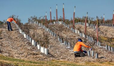 Florida's winter freezes caused $3 billion in farm damage