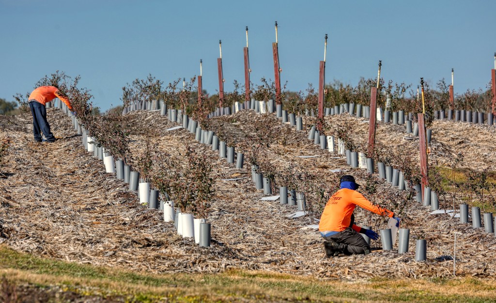 Florida's winter freezes caused $3 billion in farm damage