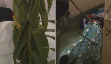 Cold temperatures impact South Florida agriculture as animal shelters scramble to get dogs indoors, into foster care