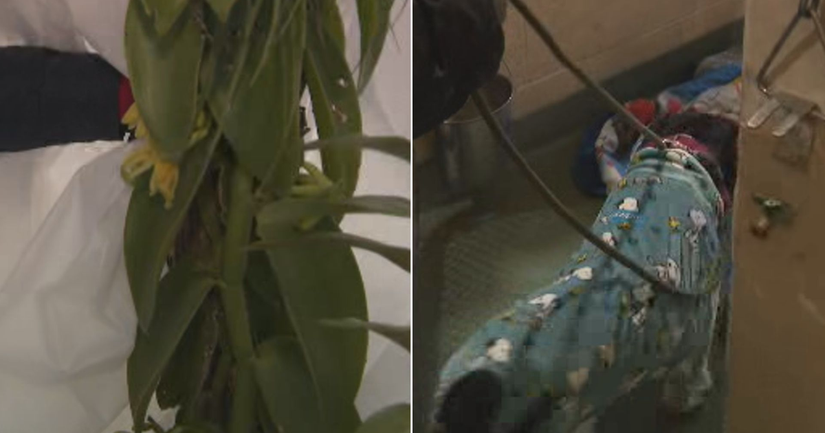 Cold temperatures impact South Florida agriculture as animal shelters scramble to get dogs indoors, into foster care