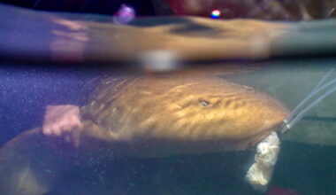 Urban light pollution alters nighttime hormones in sharks, study shows