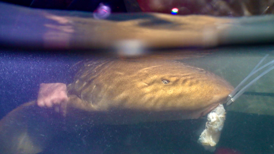 Urban light pollution alters nighttime hormones in sharks, study shows