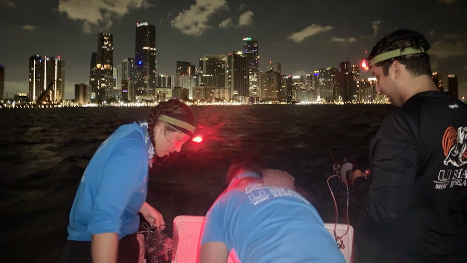 Scientists at the Shark Research and Conservation Program prepare to set baited drumlines in Biscayne Bay