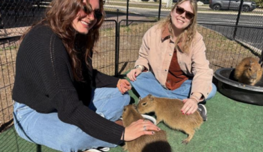 World's largest rodent gaining popularity in Tampa Bay