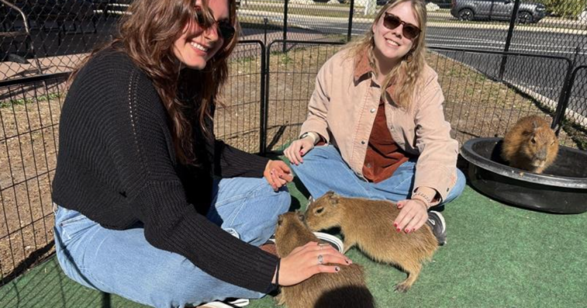 World's largest rodent gaining popularity in Tampa Bay