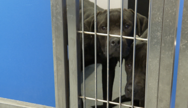 Tallahassee animal shelter completes $3.8M renovation