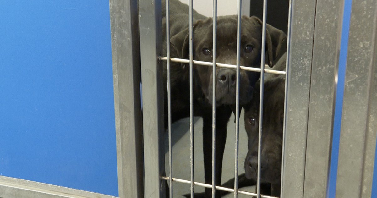 Tallahassee animal shelter completes $3.8M renovation