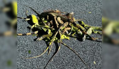 Cold weather triggers falling iguana alert in Florida