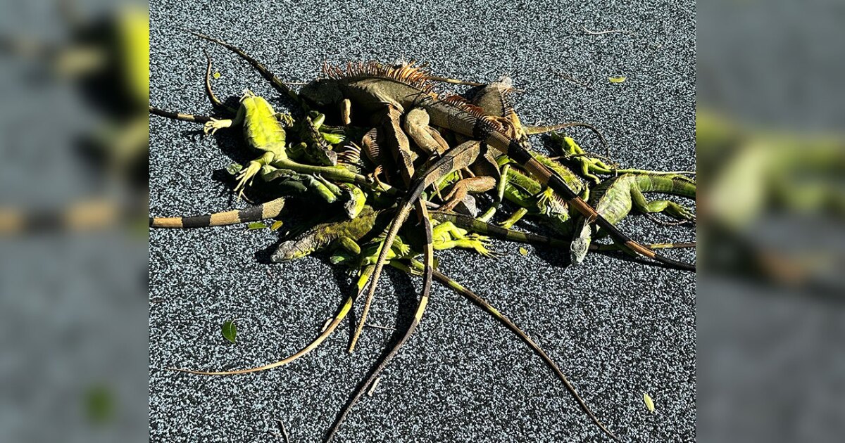 Cold weather triggers falling iguana alert in Florida