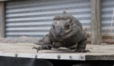 Concerns raised over Florida iguana drop-off order