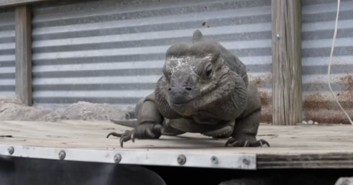 Concerns raised over Florida iguana drop-off order