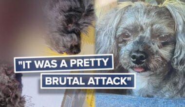 Fatal dog mauling shakes Hobe Sound community