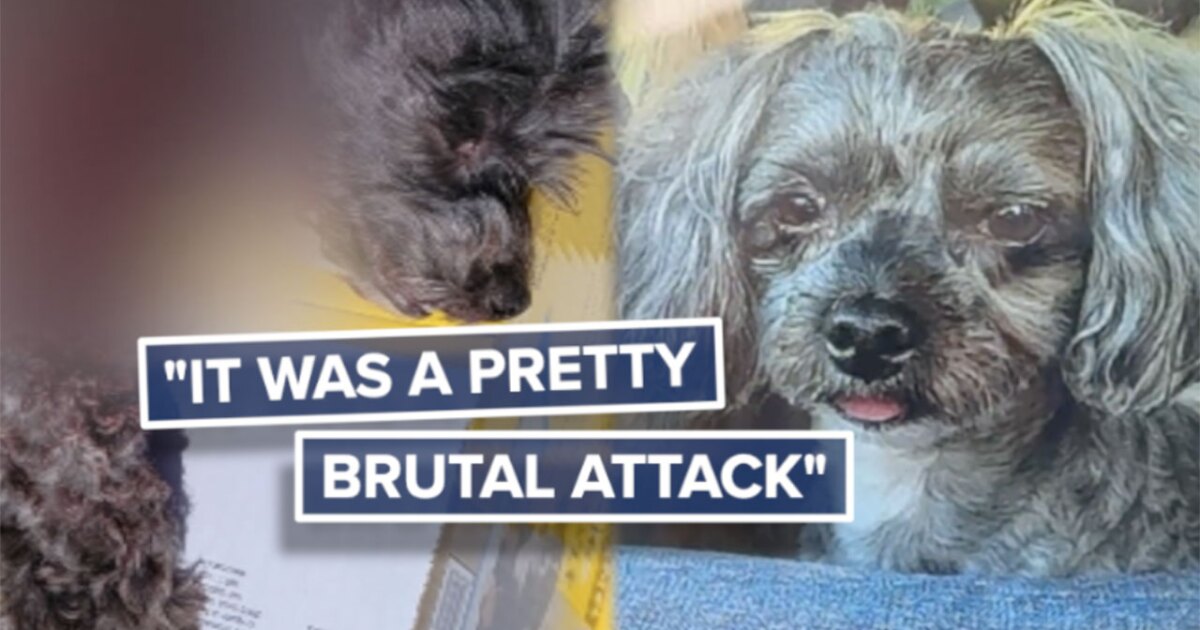 Fatal dog mauling shakes Hobe Sound community