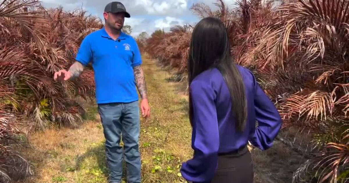 Historic freeze destroys 50% of trees at Indiantown nursery, $1M in losses