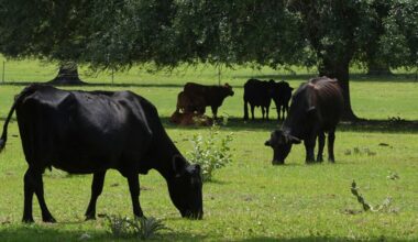 Farm bill sparks free speech fight, lawmakers strip controversial provision