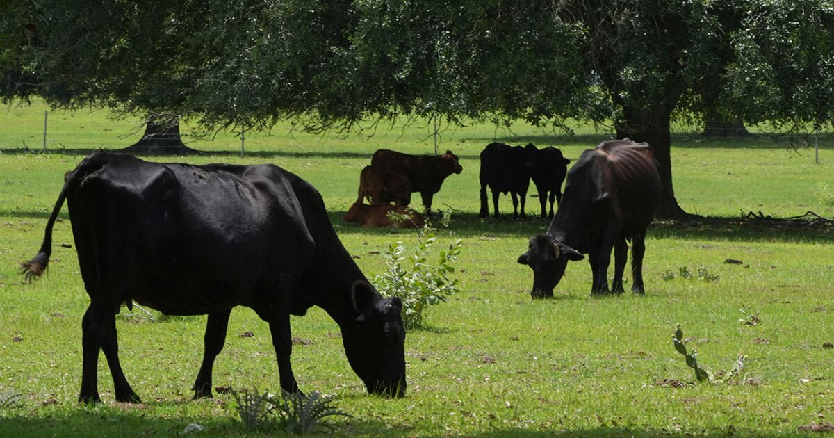 Farm bill sparks free speech fight, lawmakers strip controversial provision