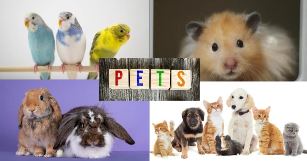 New veterinary hospital opening in Northeast Tallahassee