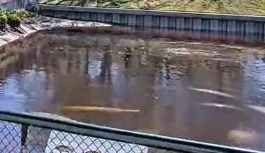 FWC confirms receiving 25 reports of dead manatees in Lee County Feb. 13-18; possibly cold stress related | WGCU News